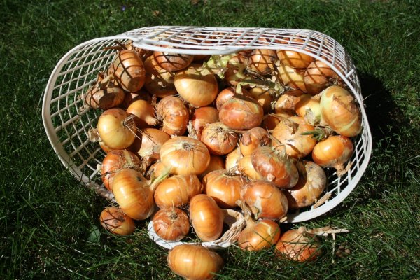 Кракен продает счастье