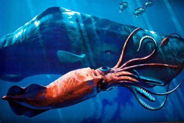 Настоящий сайт kraken