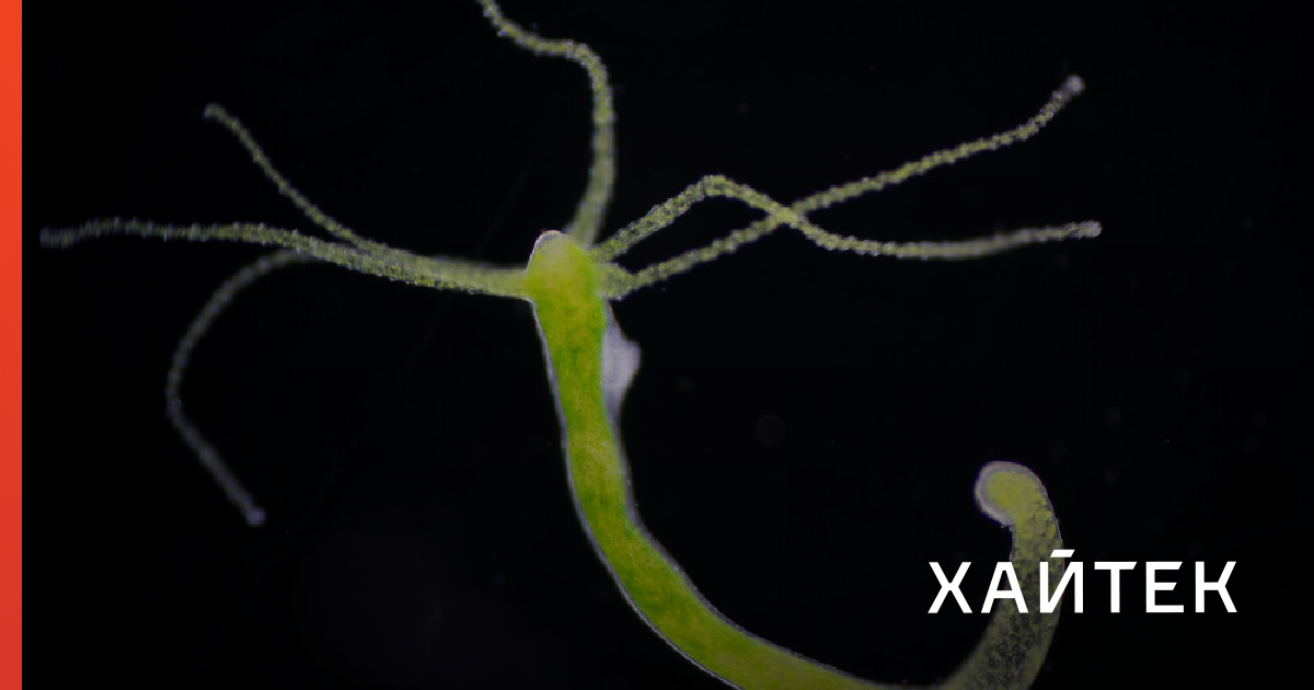 Kraken krn